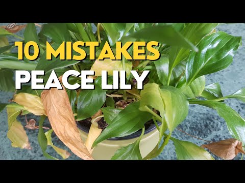 Video: Green Peace Lily Blooms: Bakit Nagiging Berde ang Peace Lily Flowers