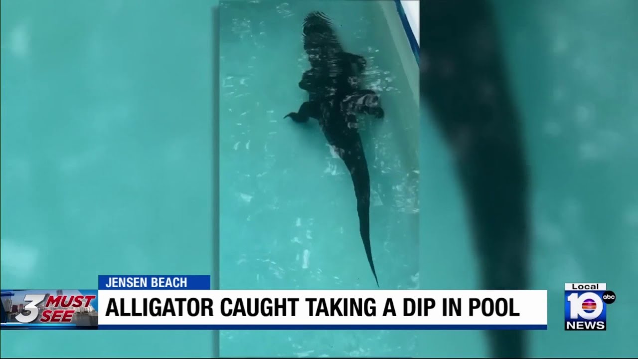 Florida family shocked to find gator swimming in their pool