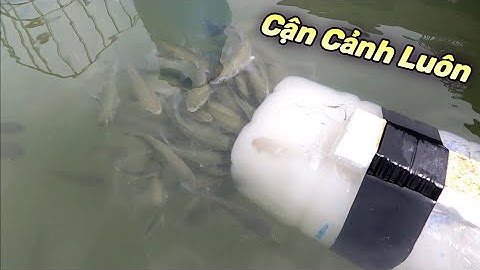 Bẫy Cá Đối Bằng Chai Nhựa Tự Chế cá bu đen nghẹt không có thấy lối vô | GĐCG #830