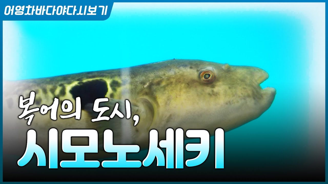 일본에서 생산된 복어의 약 80%가 집결 하는 일본 최대의 복어 주산지! 시모노세키에서 복어의 매력을 만나봅니다!