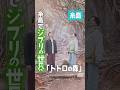糸島のトトロの森🌳　#トトロ #ジブリ #自然