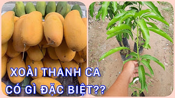 Cây Xoài thanh ca có gì đặc biệt?? | 0386569374 - Ngọc Ngân Bến Tre | Chuyên cây độc lạ