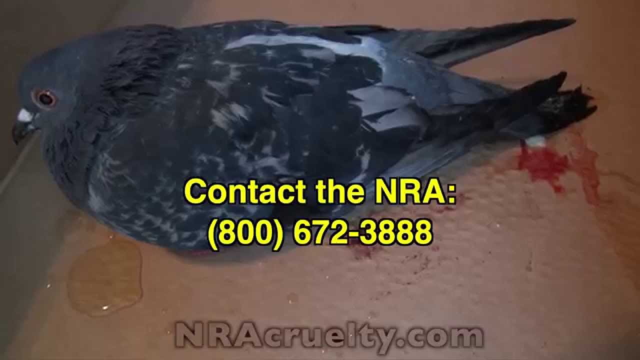 horseshoe bend NRA Leaders - Why Are You Running from SHARK?