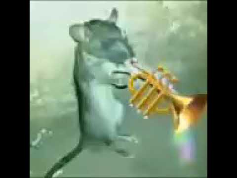 فأر يعزف هههههههههه