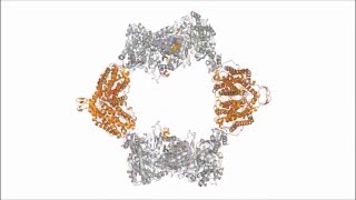 Molecular basis for allosteric specificity regulation in class Ia ribonucleotide reductase