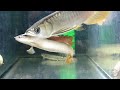 High Back Red Tail Golden Arowana & Senegal
