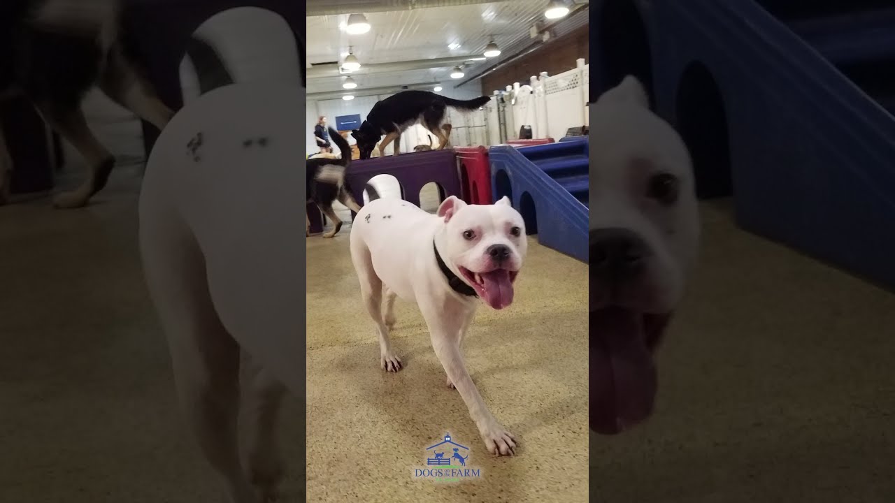 Dogs On The Farm Pet Resort!  #puppy #olderdogs #playtime #DogsOnTheFarm #Shorts #ShortVideo