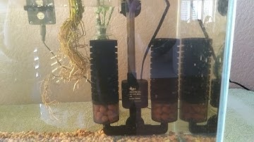 AQQA electric power sponge filter small review (Best filter?)