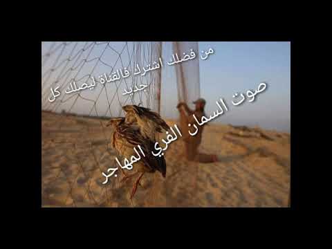 صوت السمان الفري المهاجر الاصلي     