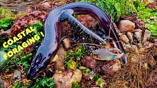 COASTAL FORAGING - Big Conger Eel , Lobsters , Abalone , Foraging the Shore for Seafood !