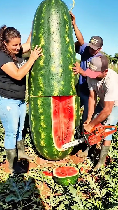 Have to use sense to unbox this giant watermelon #watermelon #watermelon