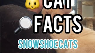 Neat Cat Facts ~ Snowshoe Cats