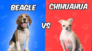 Chihuahua vs Beagle  Quien Gana?