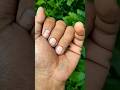 is the smaller shiny jewel beetle part 2#beautifulinsects#nature#anyuniqueanimals#insects