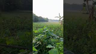 Desa Ku Pilang Kanor Bojonegoro
