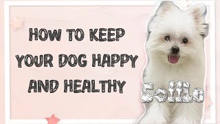 How to keep your dog happy and healthy