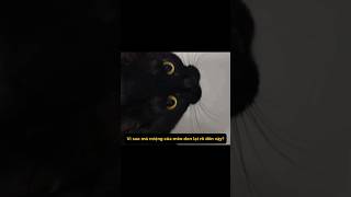 Tại sao miệng của mèo đen lại rõ như vậy   #hanhtinhthu #shorts