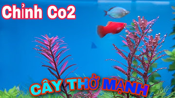Cách Chỉnh Co2 Trong Bể Thủy Sinh Để Cây Thở Mạnh