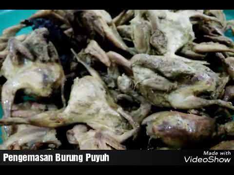 Burung Puyuh Siap Goreng Youtube