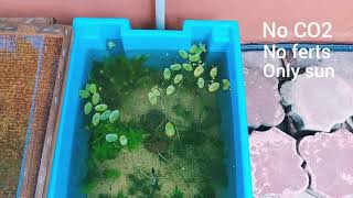 Planted Guppy Tanks ( no filter, no co2, no ferts, no lamp, no waterchanges )