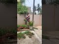 మొక్కల్లో  కలుపు #ytshorts #gardening #shortvideo #youtubeshorts