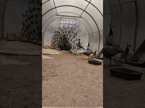 Павлин с огромным хвостом в Подмосковном сафари-парке #birds #birdsounds #птицы #павлин #павлины