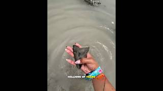 She Found a Megalodon Tooth on the Beach! 😱