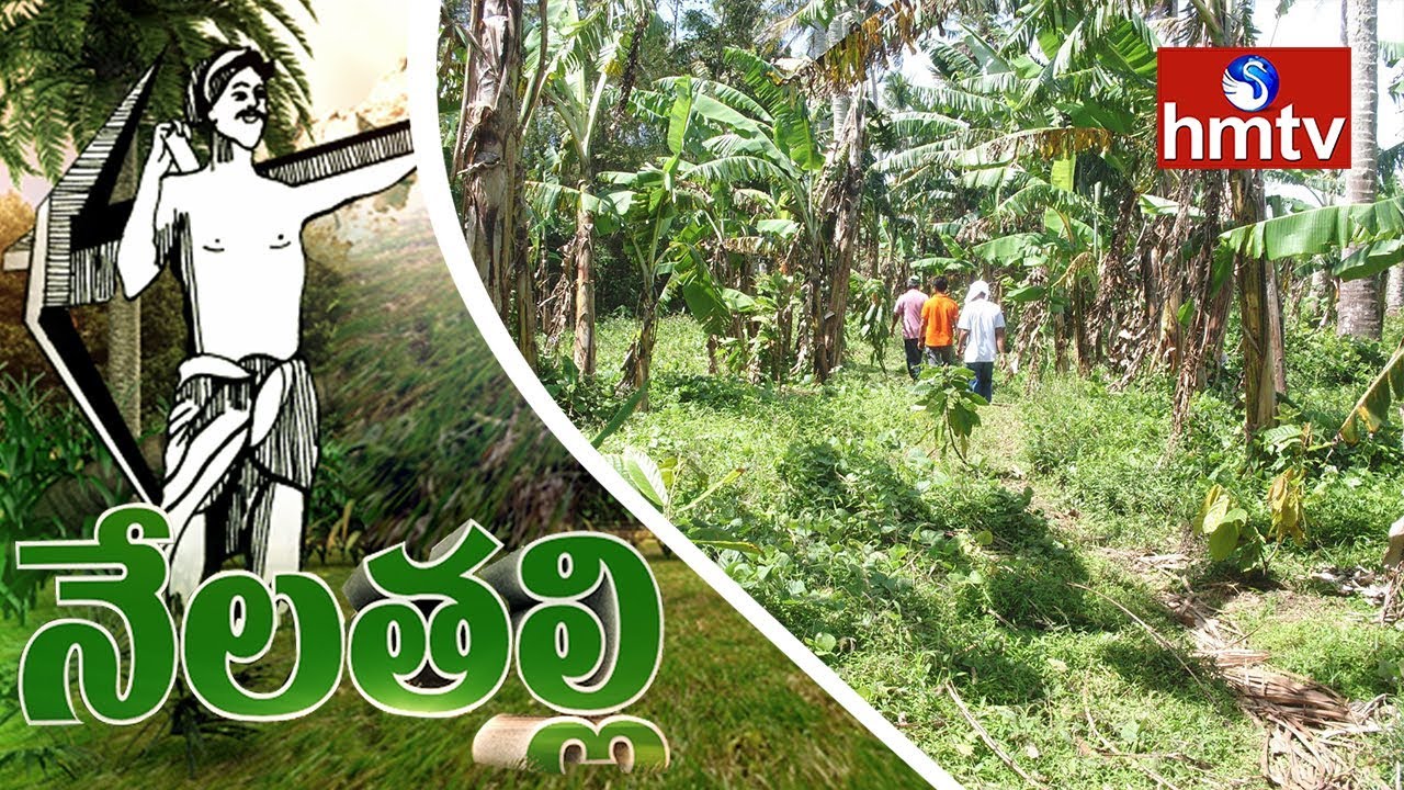 Palamuru Farmers Shows Interest On Intercrop Cultivation | Nela Talli | hmtv