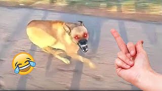 Funny Dog Reaction 😹🐶- Funniest Animals Compilation 2023 | Amazing Animals by Amazing Animals 7,345 views 7 months ago 11 minutes, 34 seconds