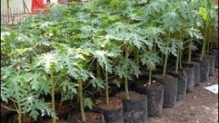 Tehnik Persemaian Benih Pepaya California Agar Cepat Tumbuh Dan Sehat