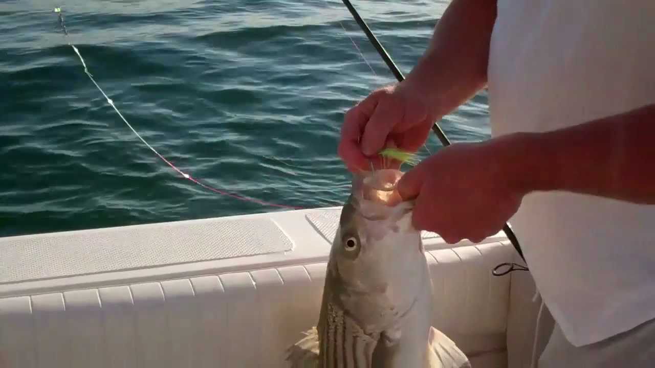 Timmy + Dean Get there Keeper Striped Bass in Moriches NY YouTube