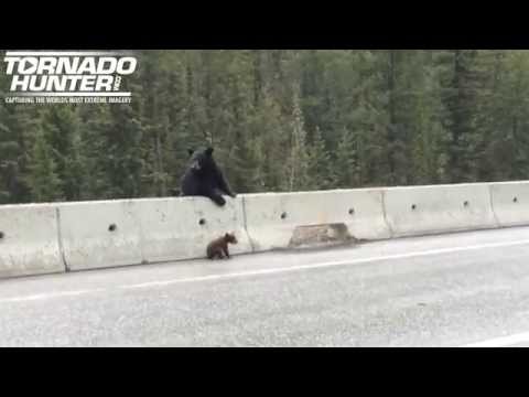 Mama Bear Pulls Cub Off Highway To Safety