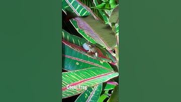 Thumbnail of Coqui Frog #night, #Kona #Hawaii #nature #frog #singing #song #sound #wildlife #cute #funnyvideo