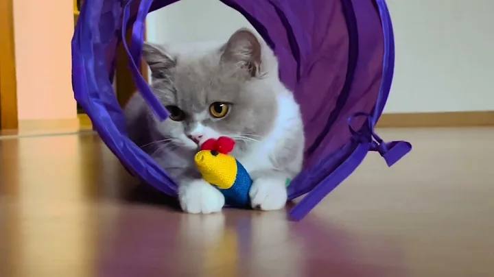 Watch the video about British shorthair Lilac weiss. Bkh von Bünz