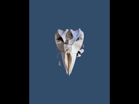 Science Talk: Mysteries of Beaked Whales