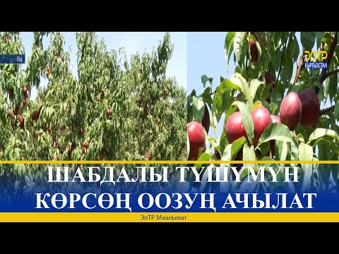 Video: Чехалис алмасы качан бышат?