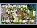 홀아비꽃대 [Native Plants of Korea. 9] Single-spike chloranthus (English version)