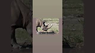 Africa's Big 5! #lion #leopard #elephant #rhinoceros #buffalo