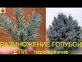 Размножение голубой ели Зимнее черенкование хвойников Propagation o fblue spruce