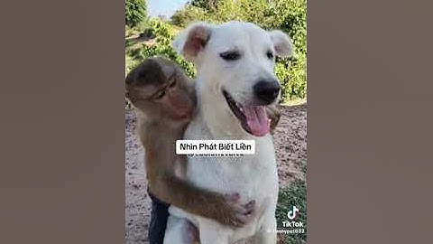 lồng tiếng thế giới động vật - siêu hài hước