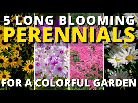 Video: Unpretentious Flowering Perennials: 11 Species