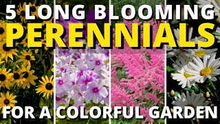 Top 5 Long Blooming Perennials for a Colorful Garden | Garden Answer 🍃