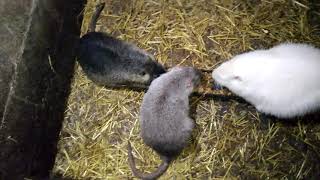 видео: Разведение нутрий, с чего начать! картинка: Разведение нутрий, с чего начать!