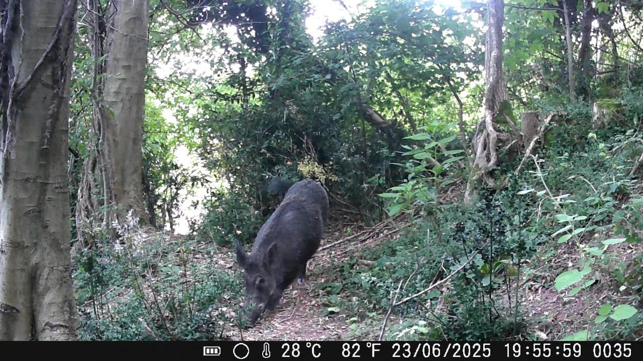 Un grosso #cinghiale si e avvicinato alla #fototrappola