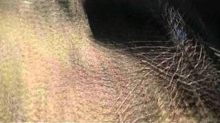 Necromantic Teaser 2