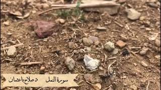 تلاوة من سورة النمل لفضيلة الشيخ الدكتور صلاح باعثمان
