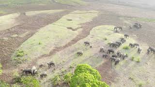 Biggest elephant gang in srilanka #elephants #elephantgang