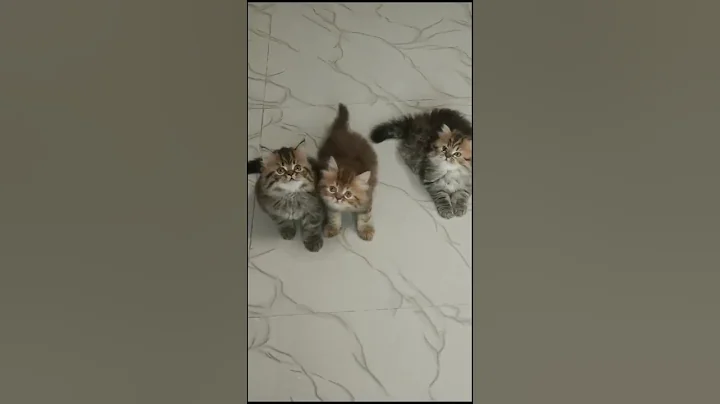 Video 4970341: kittens persian cat tabby, tabby male persian, persian kitten cats catlover