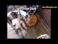Great Dane, Puppies, For, Sale, In, Gillette, Wyoming, WY, Rock Spriings, Sheridan Great Dane, Puppies, For, Sale, In, Gillette, Wyoming, WY, Rock Spriings, Sheridan