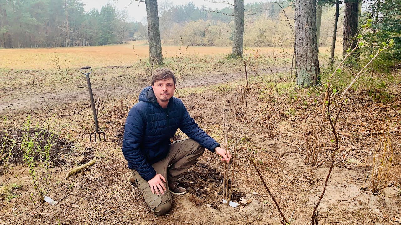 Laver svampe-stammer og planter bærbuske og bunddækker i min nye skovhave baseret på permakultur!